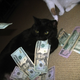 Illustration for article titled 19 Cats Who Need To Check Their Privilege